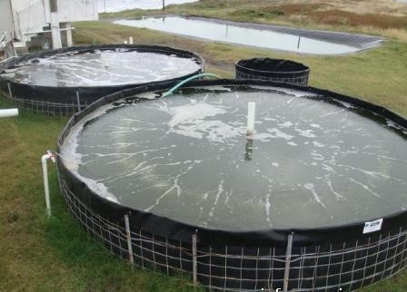 budidaya udang benih 